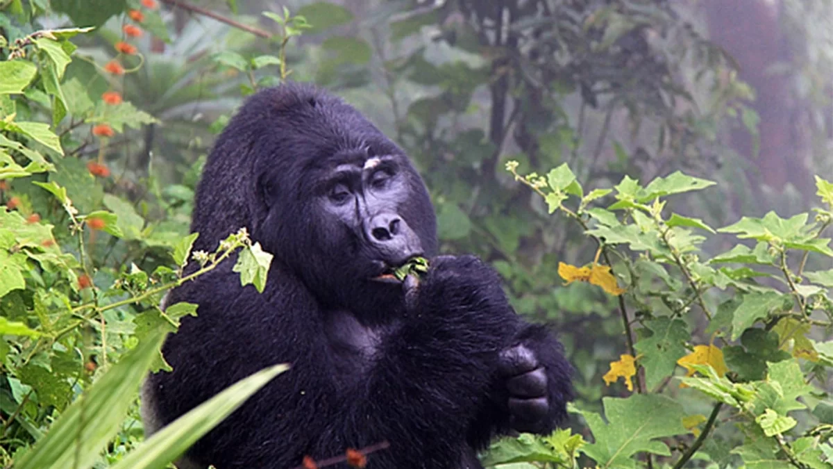 Gorilla Trekking in December