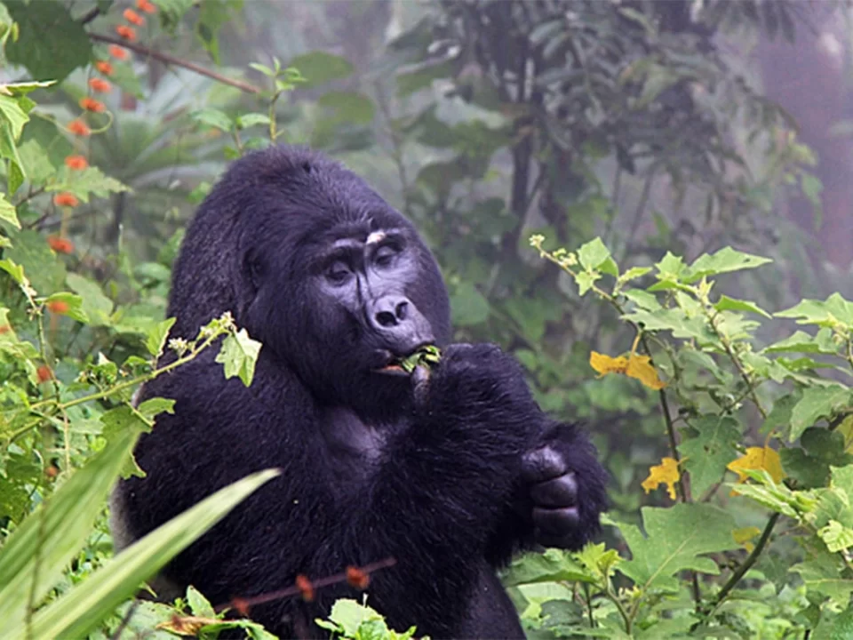 Gorilla Trekking in December