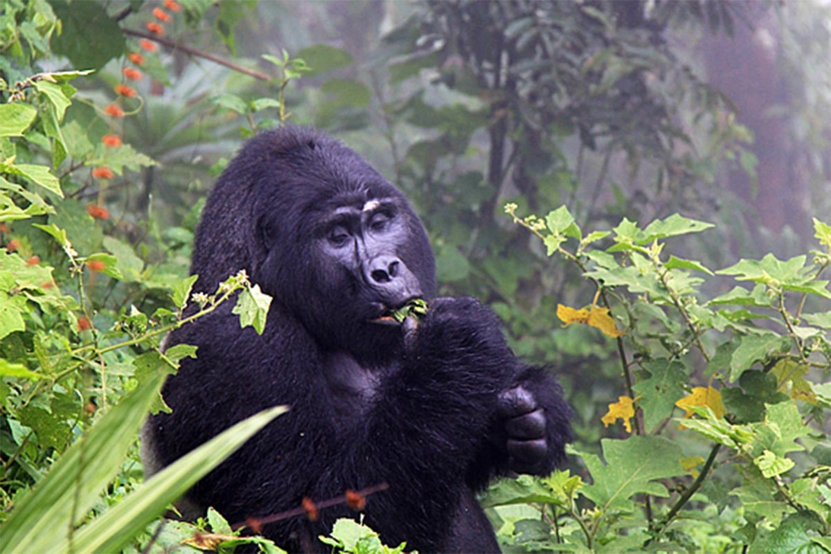 Gorilla Trekking in December