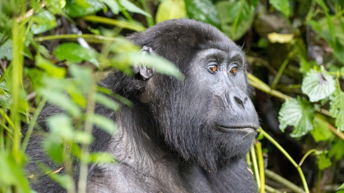 Uganda Gorilla trekking from Victoria Falls