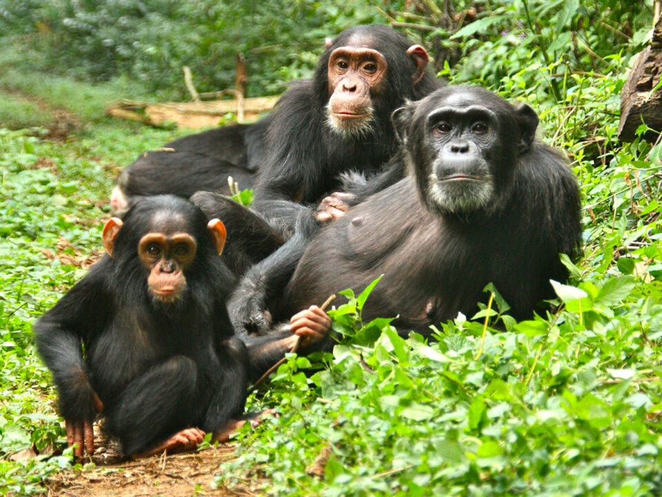 Uganda Primate Adventures & Safaris