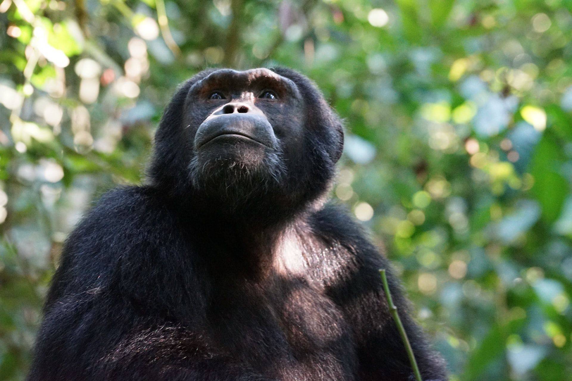 Uganda Safari in August - Celebrate Christmas on Safari in Uganda