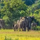 Uganda Safaris Beyond Gorilla Tracking
