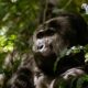 Visit Bwindi Impenetrable National Park - Discover Uganda's Mountain Gorillas on a Budget