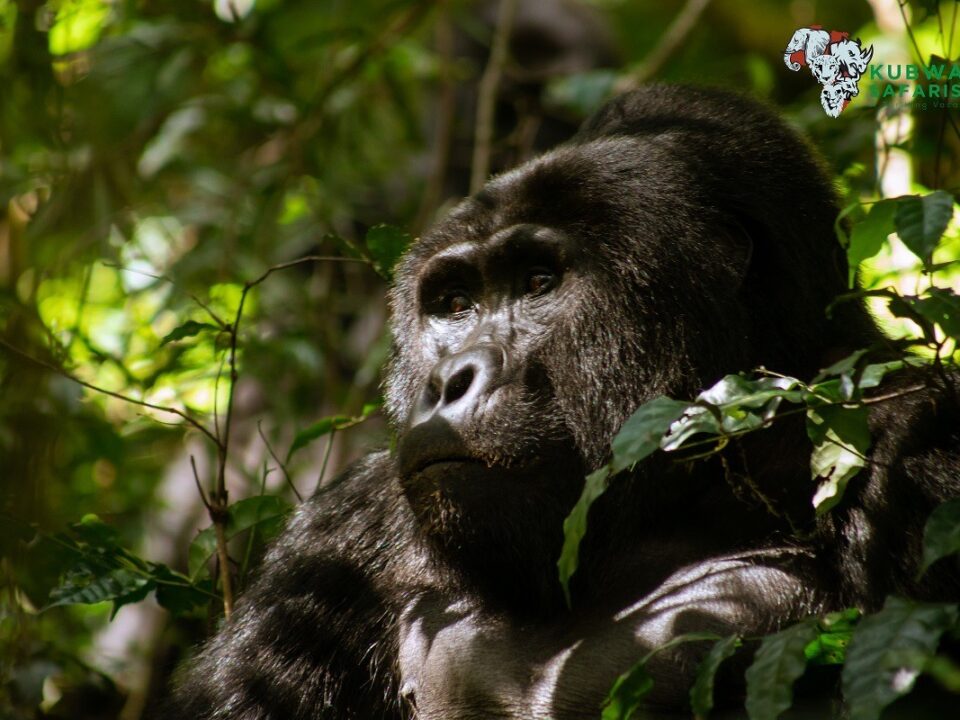 Visit Bwindi Impenetrable National Park - Discover Uganda's Mountain Gorillas on a Budget