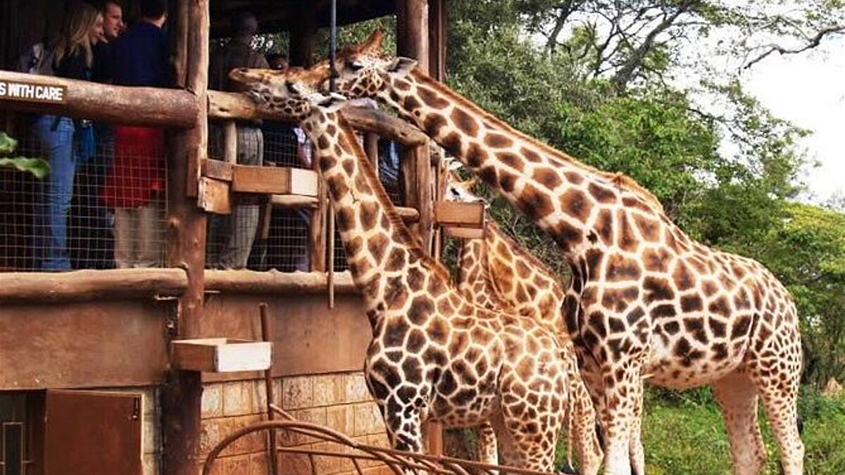 Visit the Giraffe Centre in Nairobi Kenya