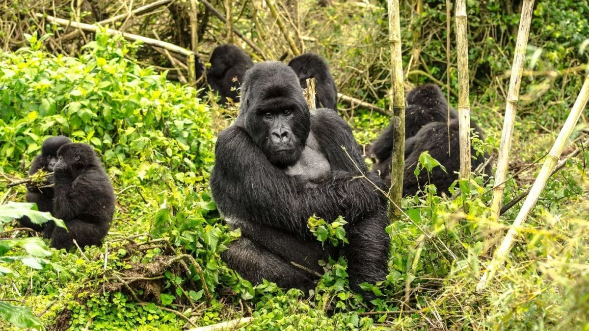 Volcanoes Budget Gorilla Treks in Rwanda Africa