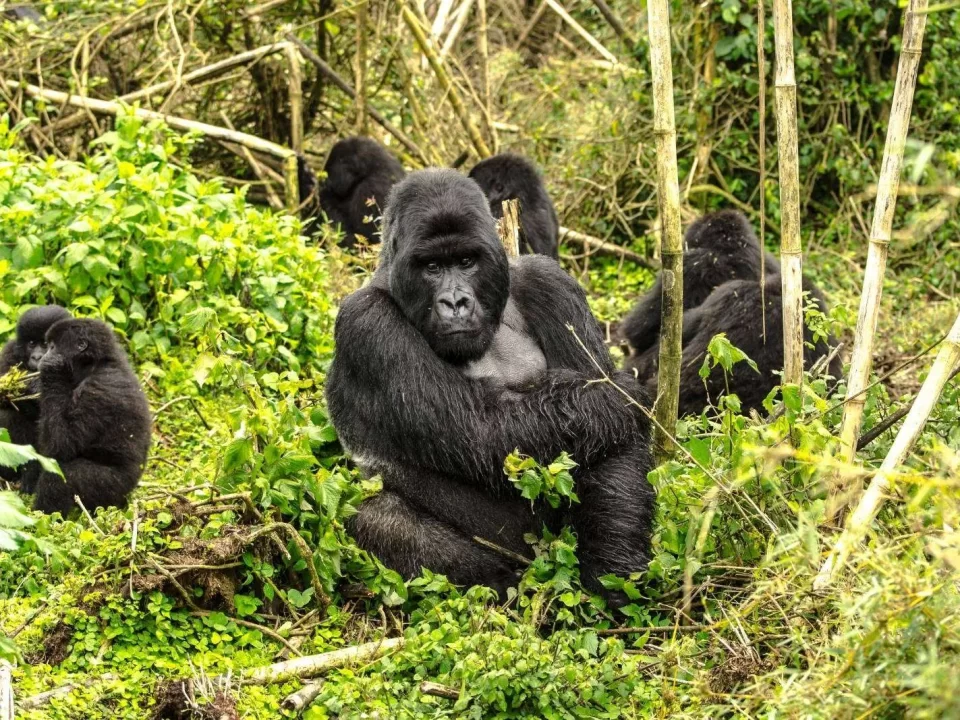 Volcanoes Budget Gorilla Treks in Rwanda Africa