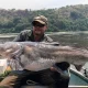 Vundu Catfish in Africa