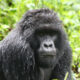 What is the Gorilla Trekking Success Rate in Bwindi?