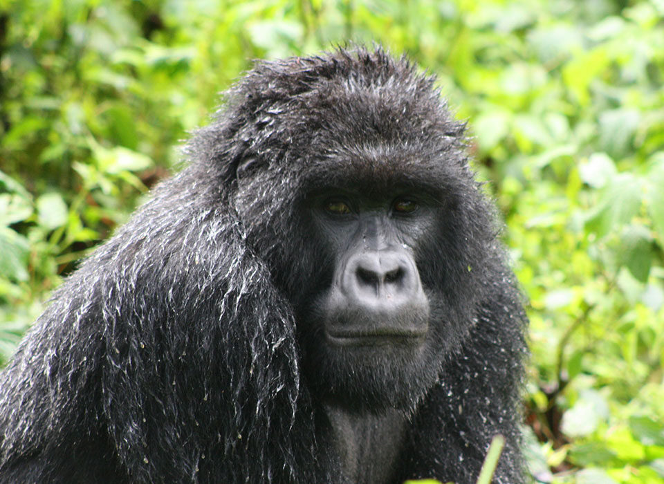 What is the Gorilla Trekking Success Rate in Bwindi?