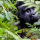 What to know about Bwindi National Park