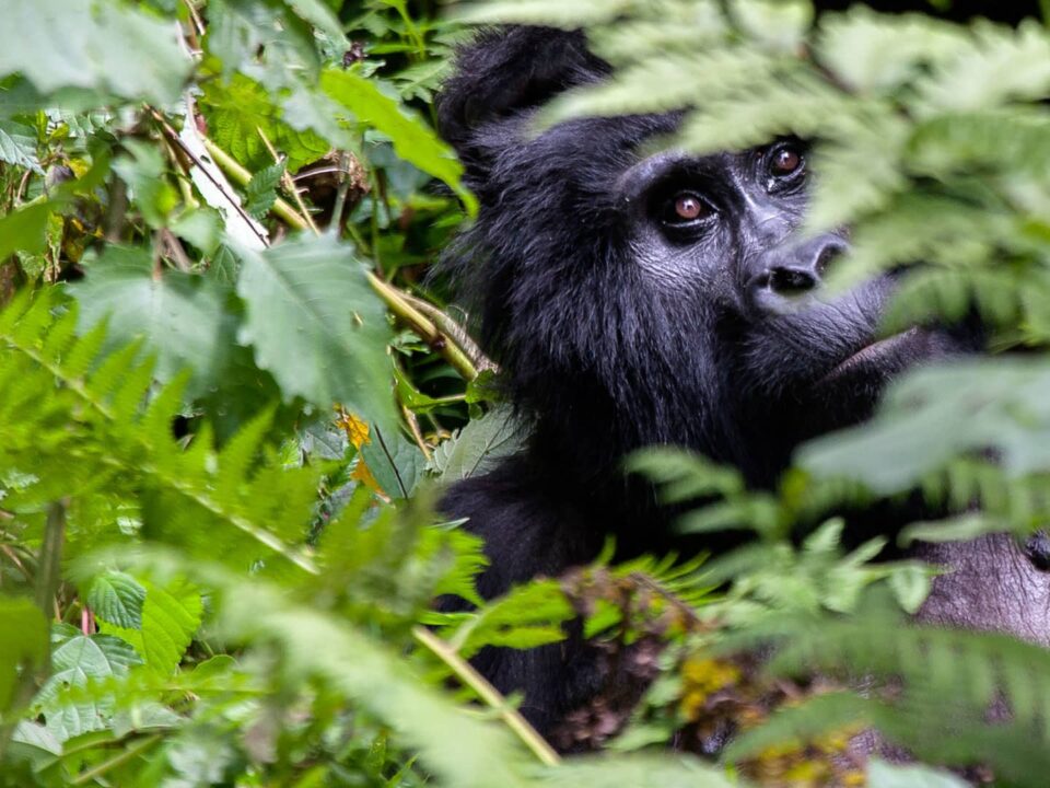 What to know about Bwindi National Park