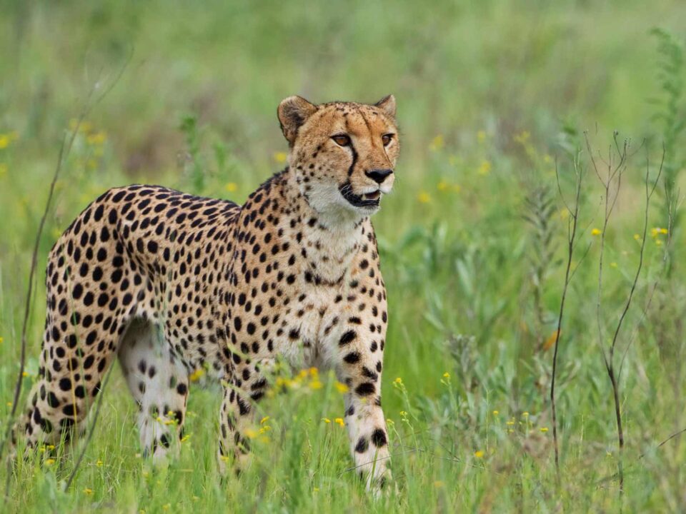Where to see Cheetahs in Uganda?