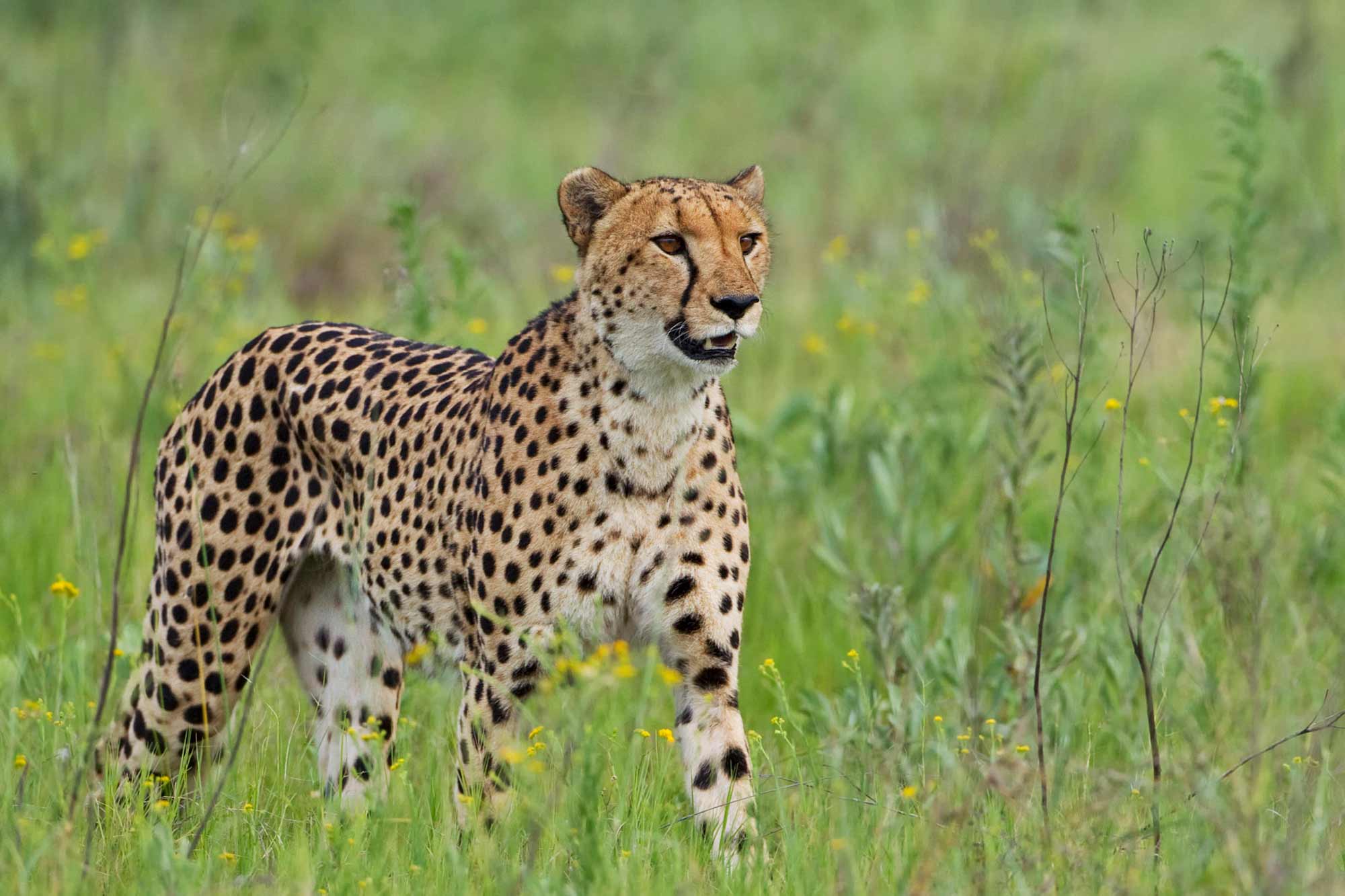 Where to see Cheetahs in Uganda?