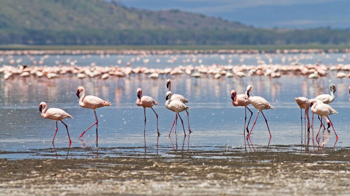 Where to see Flamingos in Uganda