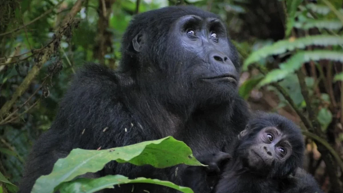 Why Mountain Gorilla Tracking is One Hour?