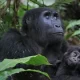 Why Mountain Gorilla Tracking is One Hour?