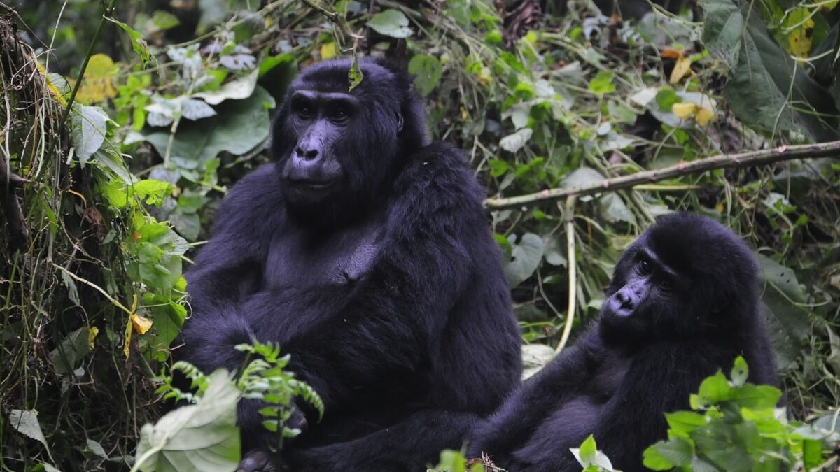 Why Trek Mountain Gorillas in Rushaga Sector?