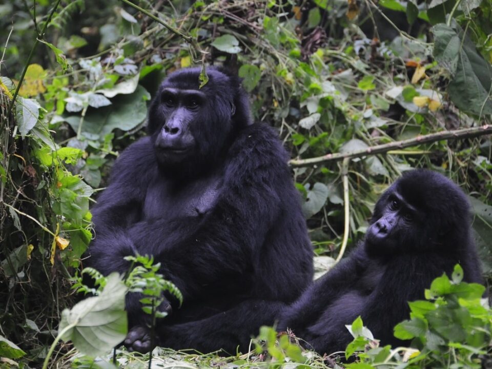 Why Trek Mountain Gorillas in Rushaga Sector?