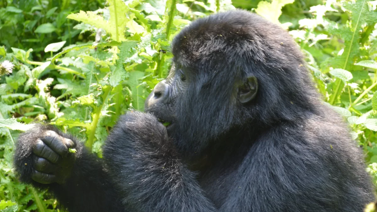Why did Rwanda Increase Gorilla Permit Price?