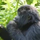 Why did Rwanda Increase Gorilla Permit Price?