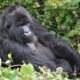 Why you Should visit Rwanda for Safari