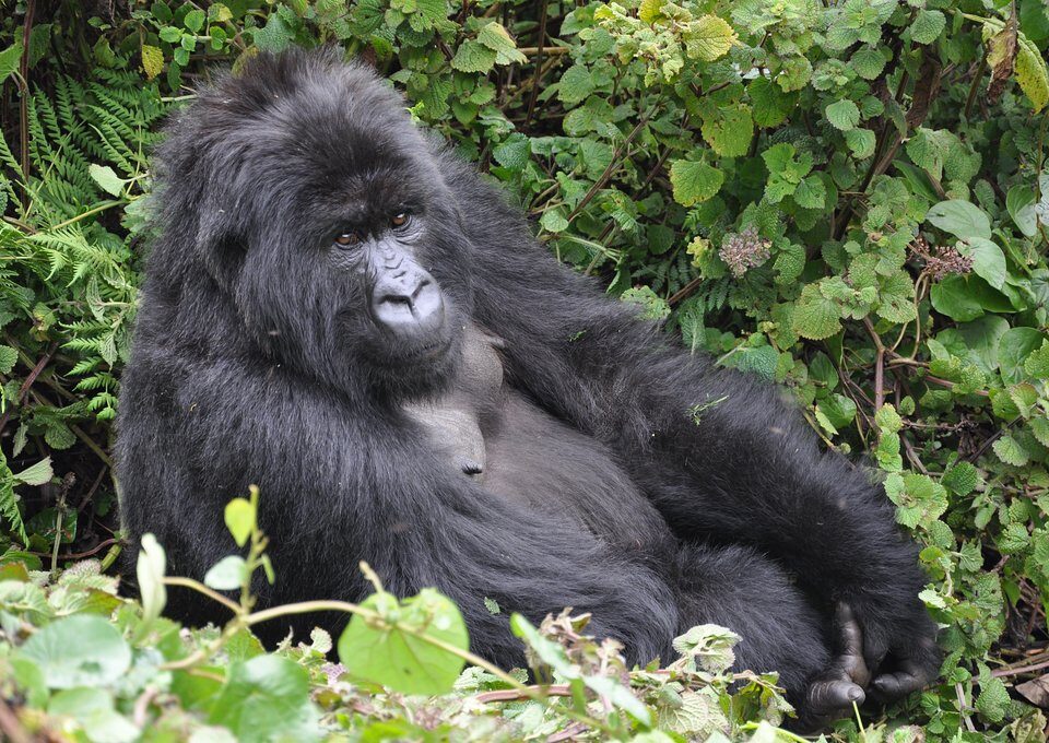 Why you Should visit Rwanda for Safari