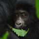 Wild Gorilla Adventure Safaris