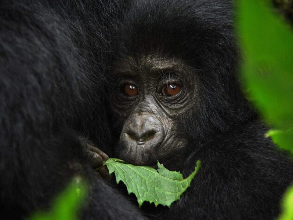 Wild Gorilla Adventure Safaris