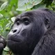 Affordable Gorilla Trekking Holidays 2024-2025