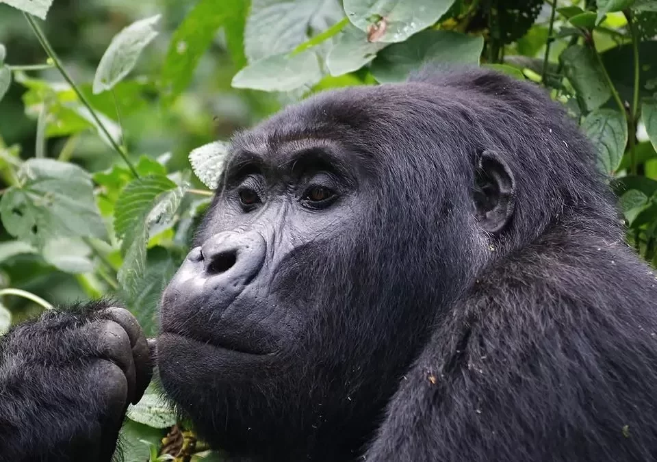 Affordable Gorilla Trekking Holidays 2024-2025