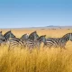 African Safari in August
