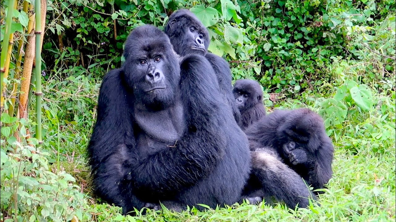 African safaris in July