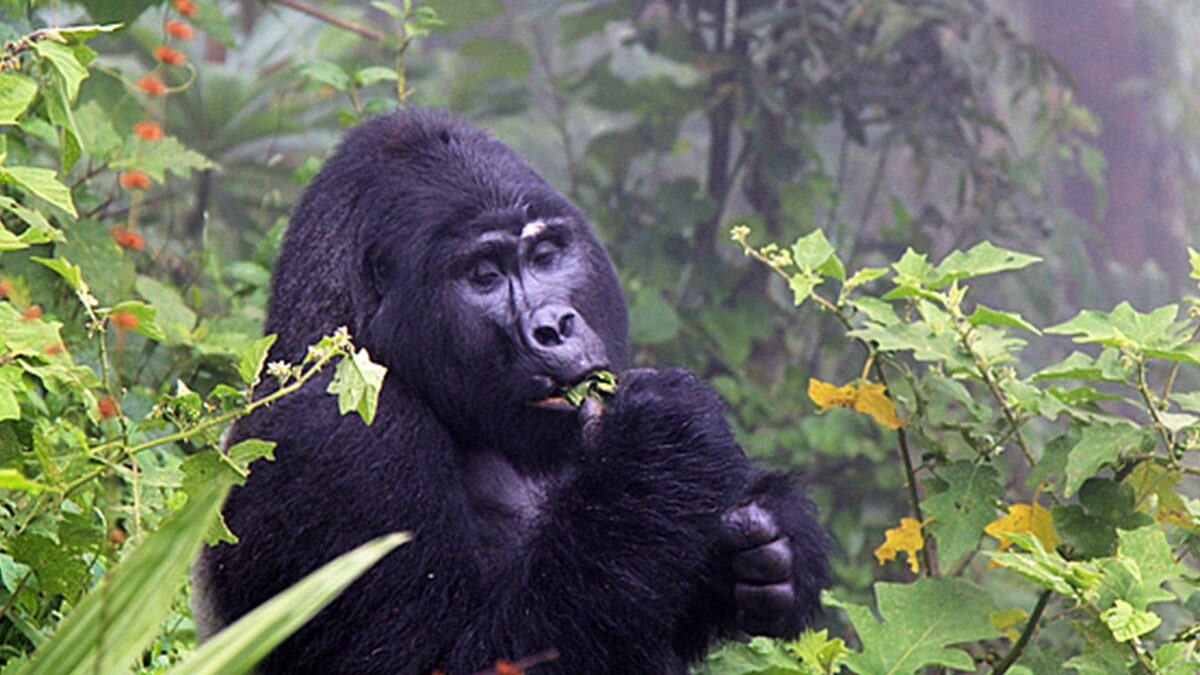 Best Gorilla Trekking Operator in Uganda and Rwanda