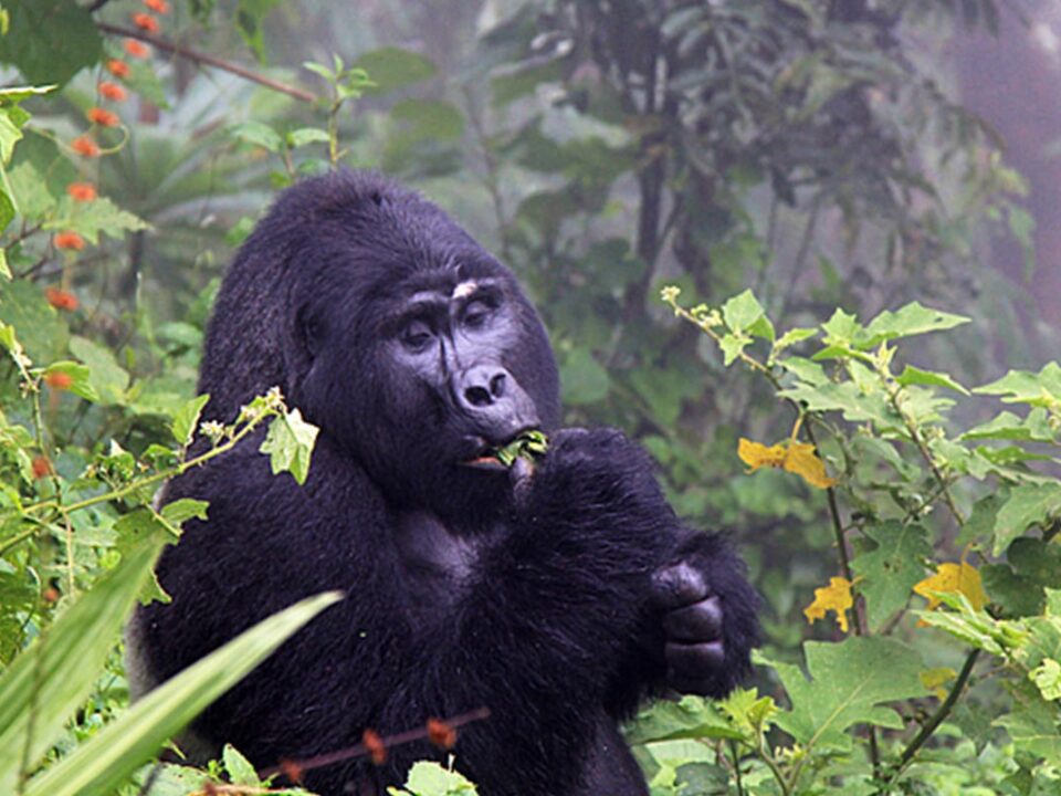 Best Gorilla Trekking Operator in Uganda and Rwanda