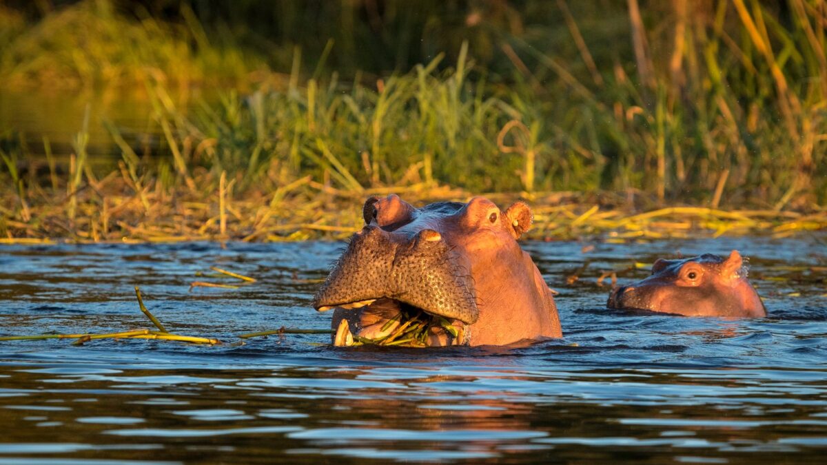 Best Places to see Hippos in Kenya