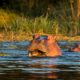 Best Places to see Hippos in Kenya