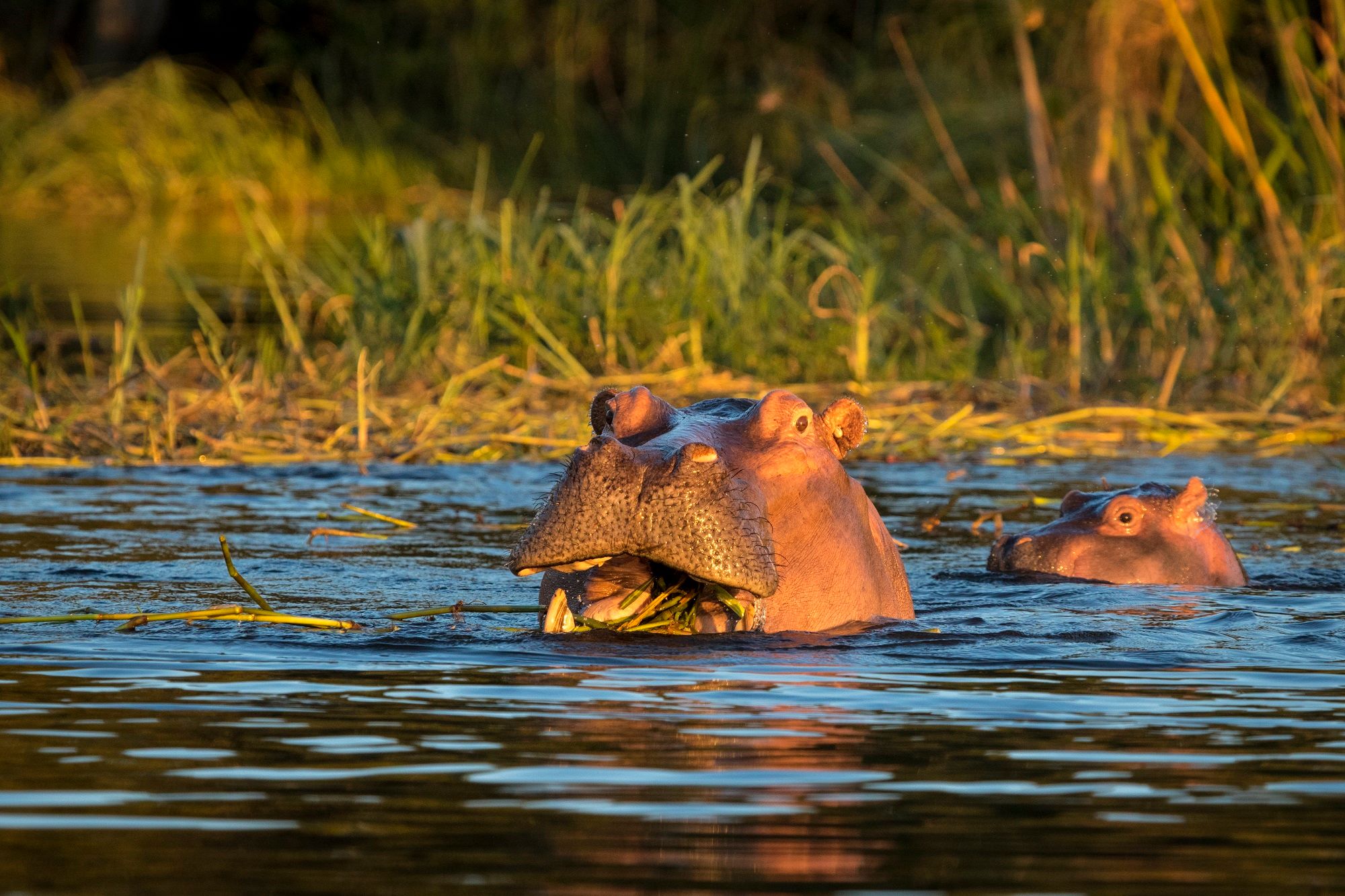 Best Places to see Hippos in Kenya - Visit the David Sheldrick Elephant Orphanage on Your Kenya Safari