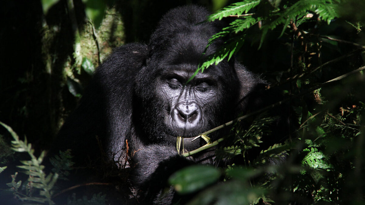 Booking Bwindi Gorilla trekking permits