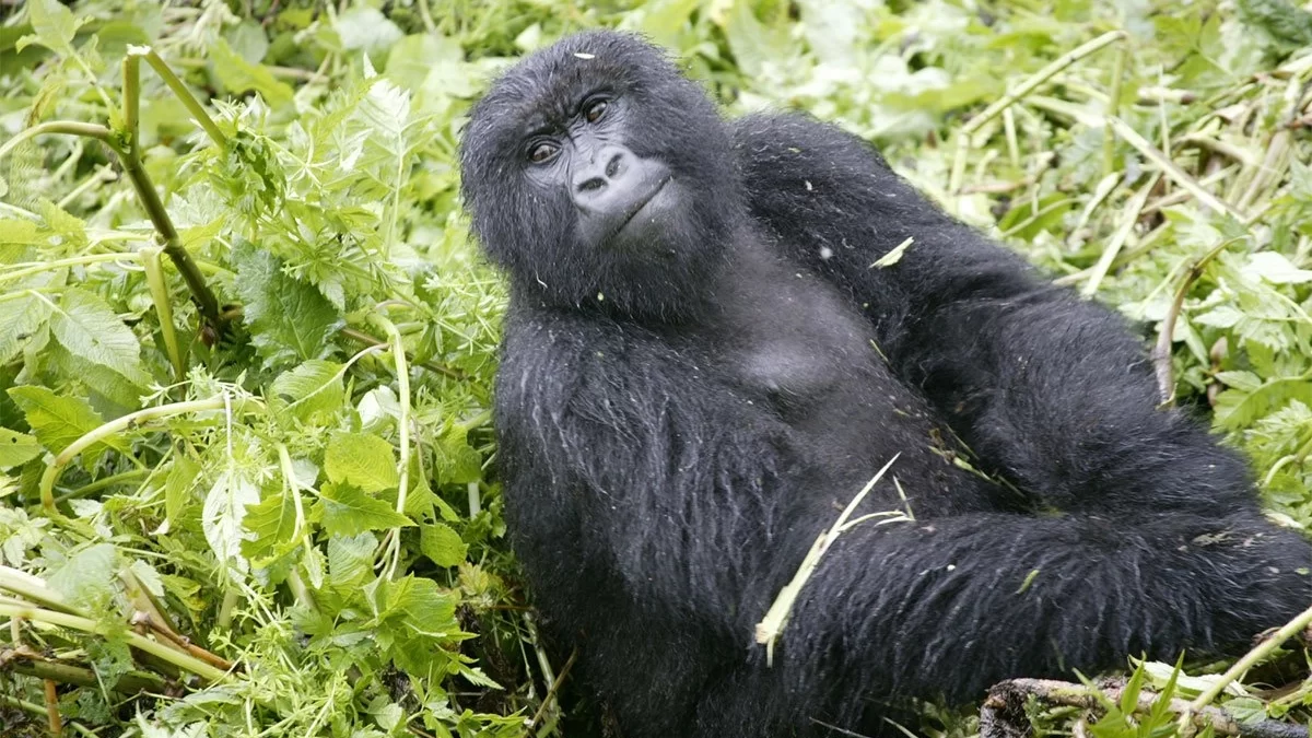 Booking Rwanda Gorilla Permits 2024-2025