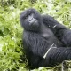 Booking Rwanda Gorilla Permits 2024-2025