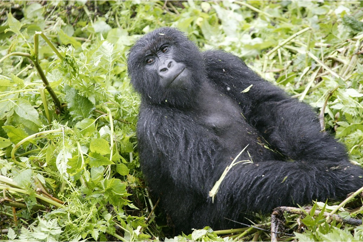 Booking Rwanda Gorilla Permits 2024-2025 - Exploring Volcanoes & Akagera National Parks in Rwanda