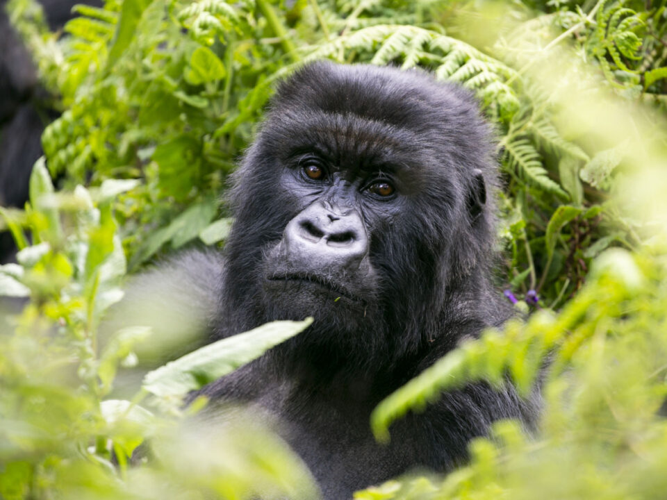 Booking Uganda Gorilla Trekking Holidays
