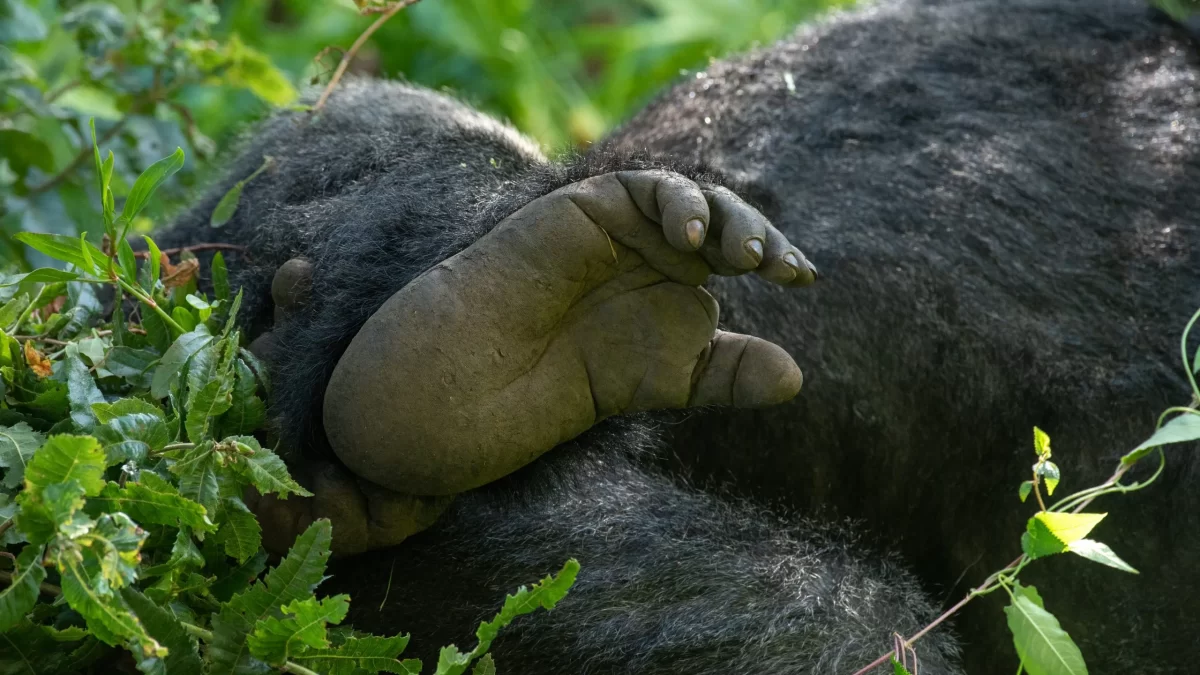 Can I Go Gorilla Trekking in 2024 – 2025?