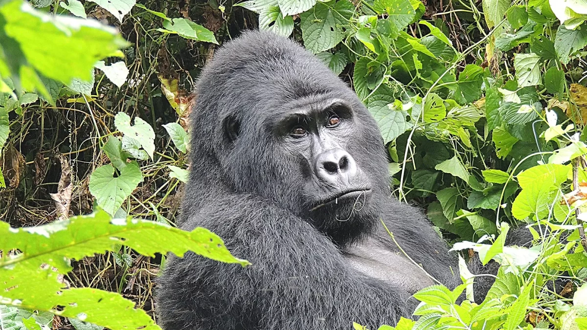 Booking Uganda Wildlife Authority Gorilla Permit