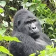 Booking Uganda Wildlife Authority Gorilla Permit