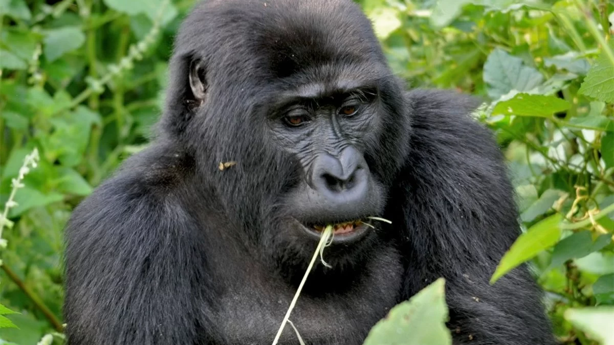 Budget Gorilla Tracking Holidays & Safaris for 2024-2025