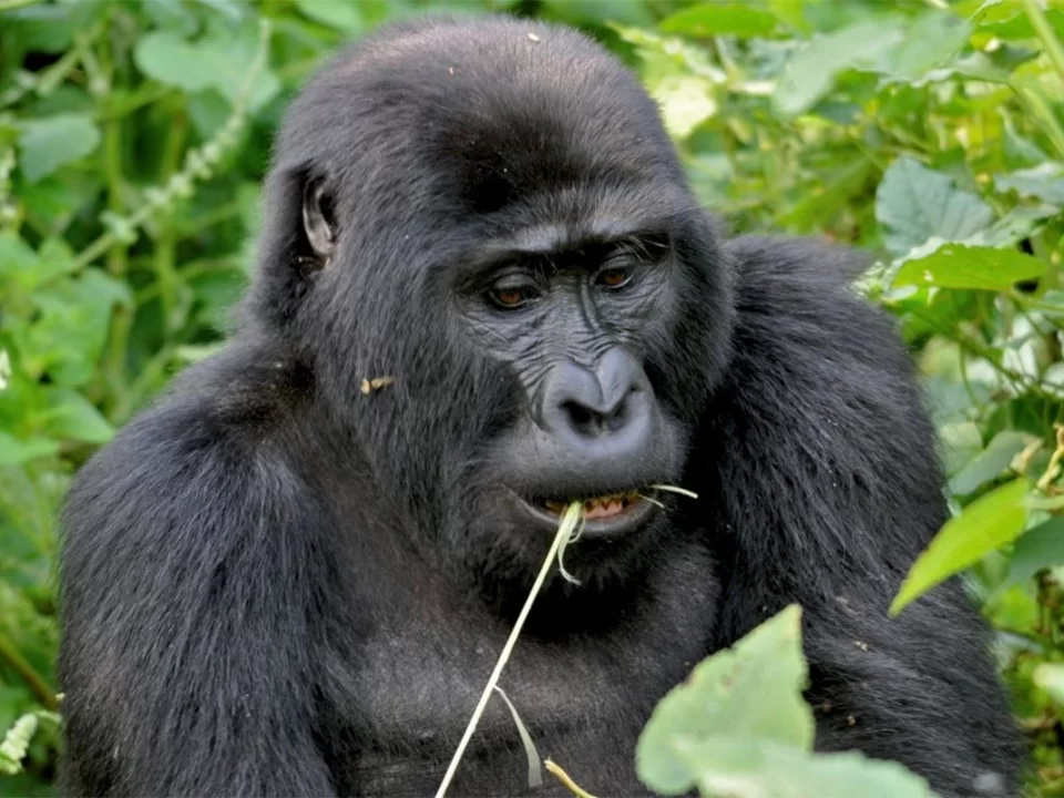 Budget Gorilla Tracking Holidays & Safaris for 2024-2025