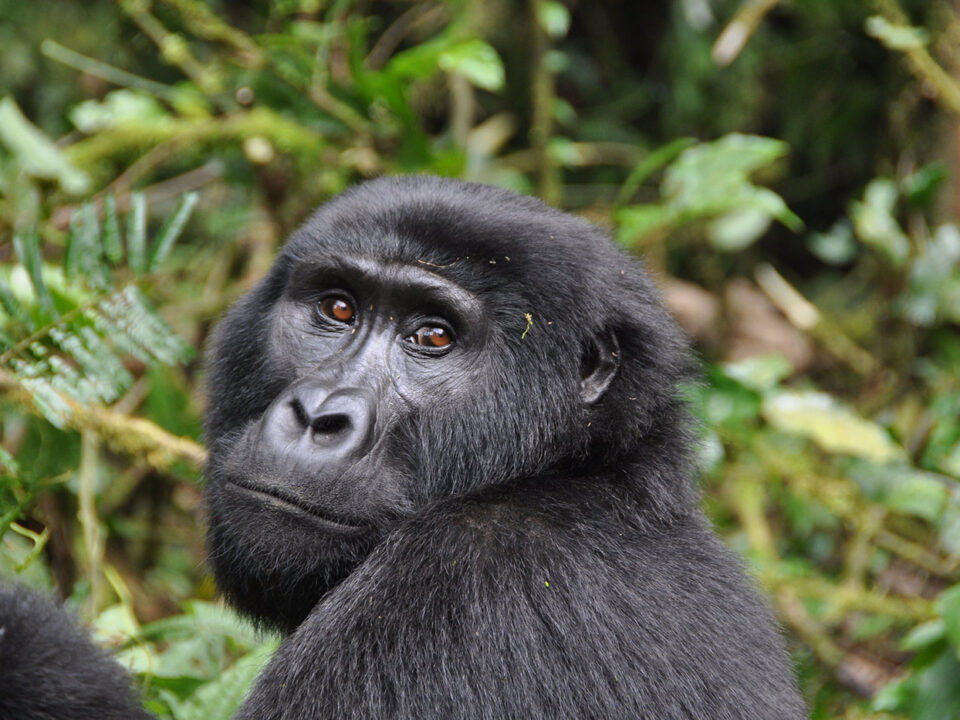 Budget Uganda Gorilla Bookings